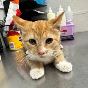 Egg -  Domestic Short Hair Cat for Adoption in Columbiana, Alabama - Egg | PetCurious