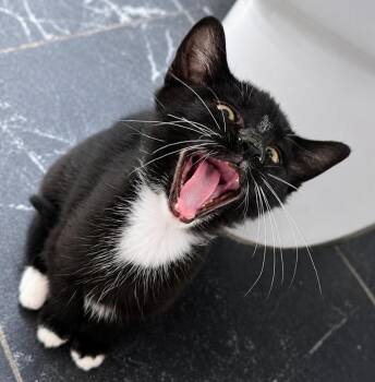 Snuggle -  Domestic Short Hair Cat for Adoption in Homer Glen, Illinois - Snuggle | PetCurious