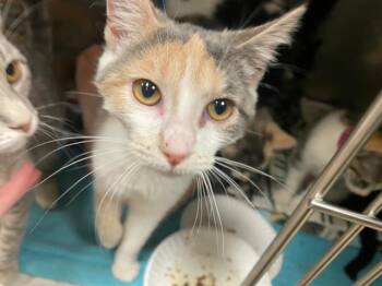 GENESIS -  Domestic Short Hair Cat for Adoption in Fort Wayne, Indiana - GENESIS | PetCurious