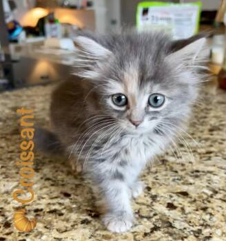Croissant -  Domestic Long Hair Cat for Adoption in Reston, Virginia - Croissant | PetCurious