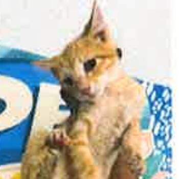 FWT Gretel -  Domestic Short Hair Cat Available for Adoption in Midland, Texas - FWT Gretel | PetCurious