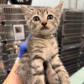 Joshua Tree -  Domestic Short Hair Cat for Adoption in Greensboro, North Carolina - Joshua Tree | PetCurious