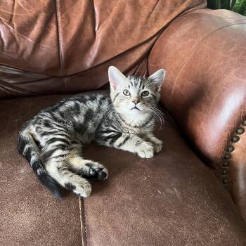 Domestic Short Hair Cats Available for Adoption - Hugh | PetCurious