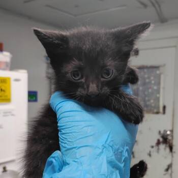 Muffin -  Domestic Short Hair Cat for Adoption in Summerville, South Carolina - Muffin | PetCurious