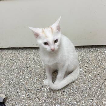 Florence -  Domestic Short Hair Cat for Adoption in Detroit Lakes, Minnesota - Florence | PetCurious