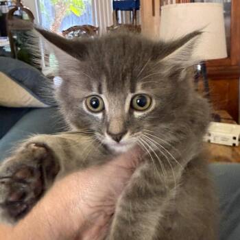 Florence -  Domestic Medium Hair Cat for Adoption in Tustin, California - Florence | PetCurious