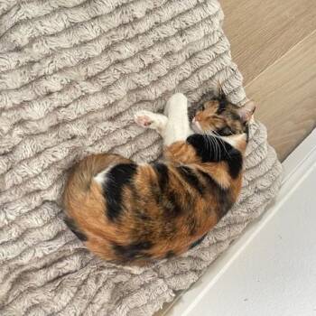 Mama Cat -  Calico Cat for Adoption in Long Beach, Mississippi - Mama Cat | PetCurious