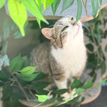 Domestic Short Hair Cats Available for Adoption in Sioux Falls, South Dakota - Coco-Kota | PetCurious