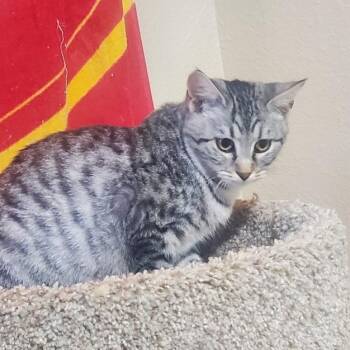 Rescue Domestic Short Hair Cats for Adoption in Sedalia, Missouri - Wasabi | PetCurious