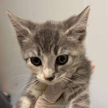 Anne Bonnie -  Domestic Short Hair Cat for Adoption in Nashville, Tennessee - Anne Bonnie | PetCurious