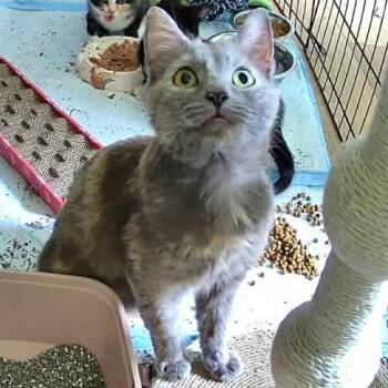 Birdie -  Domestic Short Hair Cat for Adoption in Winchester, Virginia - Birdie | PetCurious