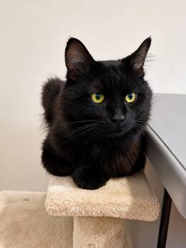 Gaston -  Domestic Long Hair Cat for Adoption in Burnaby, British Columbia - Gaston | PetCurious