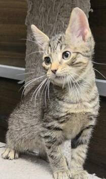 Domestic Short Hair Cats Available for Adoption in Hazlet, New Jersey - Peppermint Pat | PetCurious