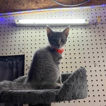 George -  Domestic Short Hair Cat for Adoption in Greenfield, Indiana - George | PetCurious