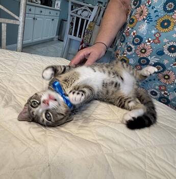 Bennett -  Tabby and Domestic Short Hair Cat for Adoption in Magnolia Springs, Alabama - Bennett | PetCurious