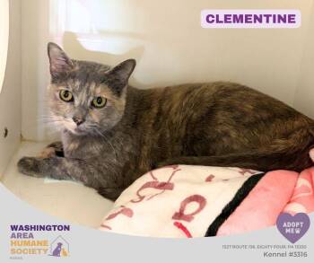 Clementine -  Domestic Short Hair Cat for Adoption in Eighty Four, Pennsylvania - Clementine | PetCurious