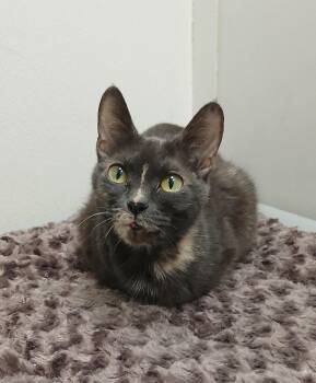 Arabella -  Tortoiseshell and Domestic Short Hair Cat for Adoption in Bay City, Michigan - Arabella | PetCurious