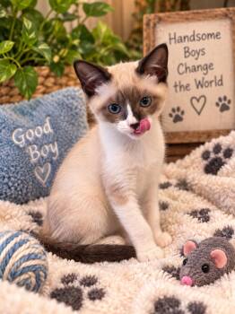 Kenny -  Siamese and Domestic Short Hair Cat for Adoption in Magnolia, Texas - Kenny | PetCurious