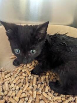 A053364 -  Domestic Short Hair Cat for Adoption in Alameda, California - A053364 | PetCurious