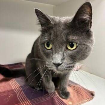 Tempest -  Domestic Short Hair Cat for Adoption in Jeffersonville, Indiana - Tempest | PetCurious
