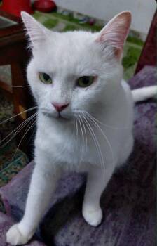 Domestic Short Hair Cats Available for Adoption in Mississauga, Ontario - Cloud | PetCurious