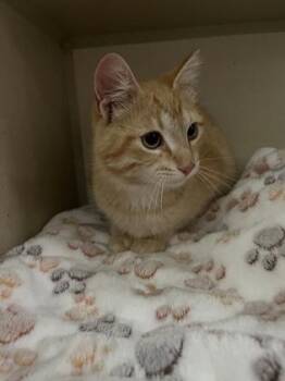 Domestic Short Hair Cats Available for Adoption in Columbus, Indiana - Sunkist | PetCurious