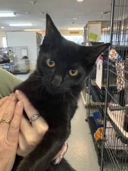 Liberty -  Domestic Short Hair Cat for Adoption in Southbury, Connecticut - Liberty | PetCurious