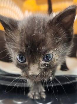 Tootsie -  Domestic Short Hair Cat for Adoption in Roseville, California - Tootsie | PetCurious