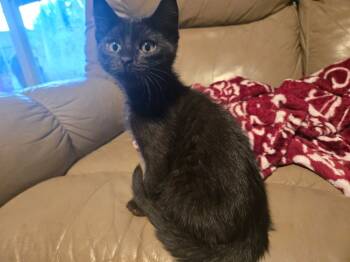 Rescue Domestic Short Hair Cats for Adoption in Dallas, Texas - Barnes | PetCurious