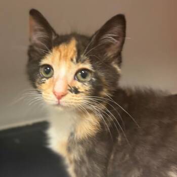 Odette -  Domestic Short Hair Cat for Adoption in Chattanooga, Tennessee - Odette | PetCurious