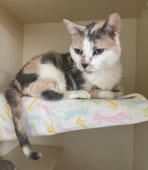 PEARL -  Domestic Short Hair Cat for Adoption in Hastings, Michigan - PEARL | PetCurious