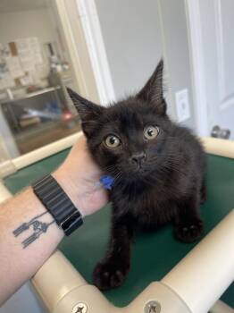 Frodo -  Domestic Short Hair Cat for Adoption in Bolivar, Missouri - Frodo | PetCurious