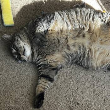 Rocky Raccoon -  Domestic Short Hair Cat Available for Adoption in Ashland, Massachusetts - Rocky Raccoon | PetCurious