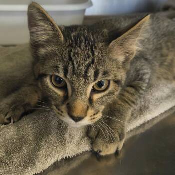 Lynx -  Domestic Short Hair Cat for Adoption in Moses Lake, Washington - Lynx | PetCurious