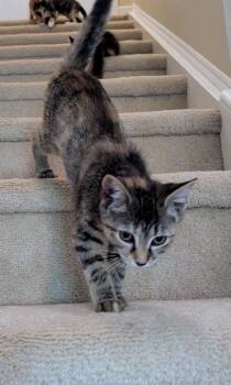 Waverly26 -  Domestic Short Hair Cat for Adoption in Youngsville, North Carolina - Waverly26 | PetCurious