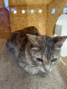 Domestic Short Hair Cats Available for Adoption in Louisville, Kentucky - A796874 | PetCurious