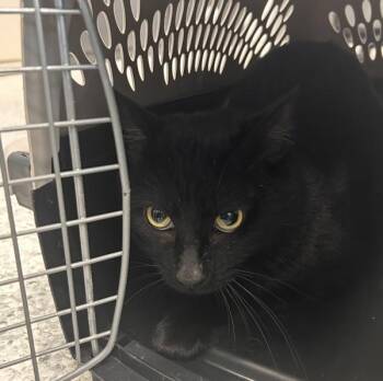 Beck -  Domestic Short Hair Cat for Adoption in Des Moines, Iowa - Beck | PetCurious