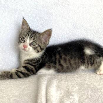 Armani -  Domestic Short Hair Cat for Adoption in Michigan City, Indiana - Armani | PetCurious