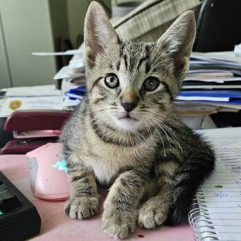 Lanai & Coop -  Domestic Short Hair Cat for Adoption in Andover, Connecticut - Lanai & Coop | PetCurious