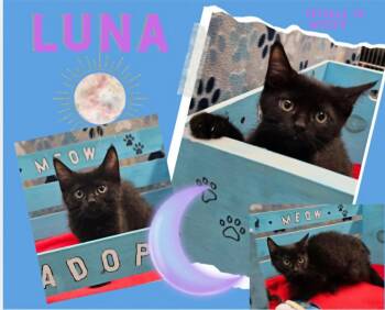 Luna -  Domestic Short Hair Cat for Adoption in Blountville, Tennessee - Luna | PetCurious