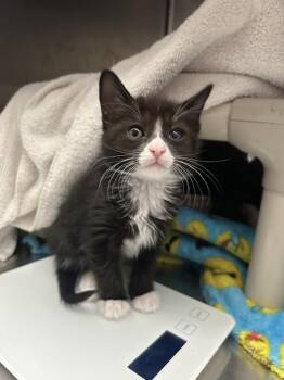 Domestic Short Hair Cats Available for Adoption - SNUGGLES | PetCurious