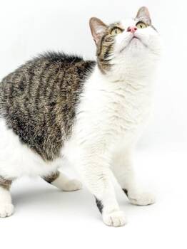 Harley~SPONSORED! -  Domestic Short Hair Cat for Adoption in Bowling Green, Kentucky - Harley~SPONSORED! | PetCurious
