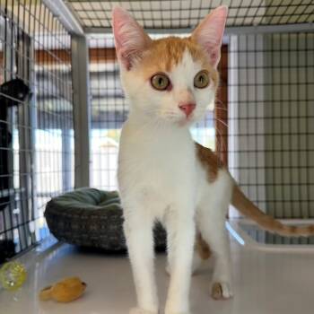 Rescue Domestic Short Hair Cats for Adoption in Freeport, Florida - Nemo | PetCurious