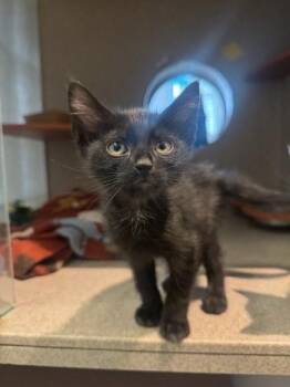 Amaretto -  Domestic Short Hair Cat for Adoption - Amaretto | PetCurious