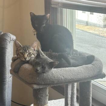 Chicken Noodle Soup -  Domestic Short Hair Cat for Adoption in York, Pennsylvania - Chicken Noodle Soup | PetCurious