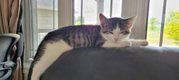 Bubbles -  Domestic Short Hair Cat for Adoption in Arthur, Ontario - Bubbles | PetCurious