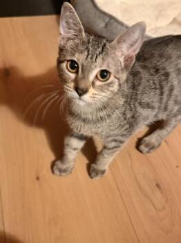 Coriander (26-213 C) -  Domestic Short Hair Cat for Adoption in Lansing, Michigan - Coriander (26-213 C) | PetCurious