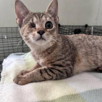 Cinna -  Domestic Short Hair Cat for Adoption in Newborn, Georgia - Cinna | PetCurious