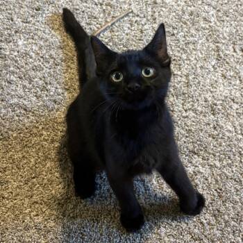 Maple Tree -  Domestic Short Hair Cat for Adoption in Mondovi, Wisconsin - Maple Tree | PetCurious