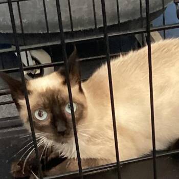WJ Feral 1 -  Domestic Short Hair and Siamese Cat for Adoption in Montgomery, Alabama - WJ Feral 1 | PetCurious